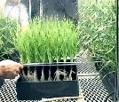 High pressure aeroponics pump