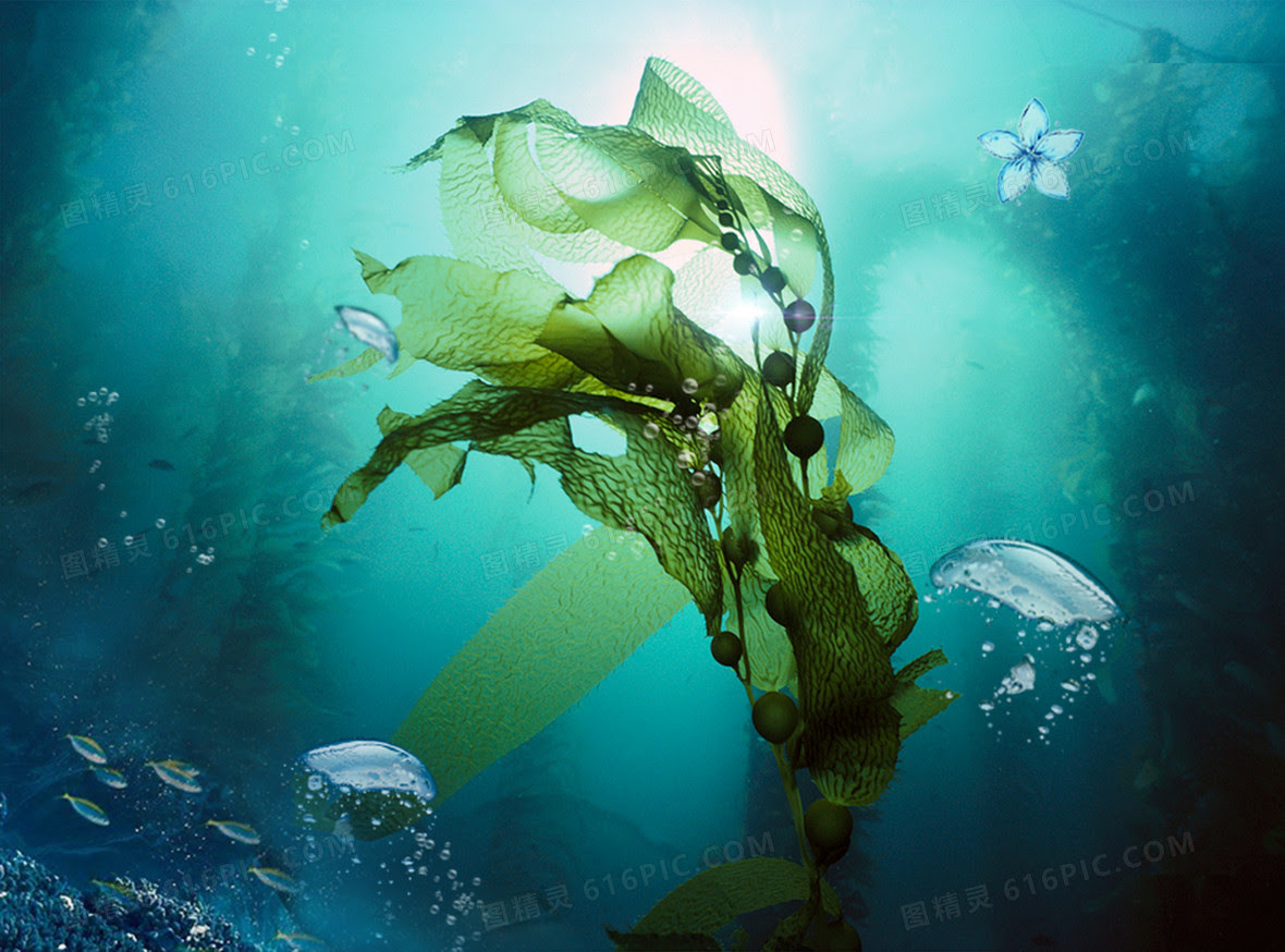 海藻背景图片下载 免费高清海藻背景设计素材 图精灵