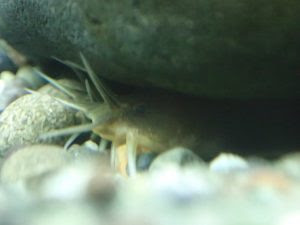 日本淡水魚水槽の新人 アカザ 森の中の水族館 スタッフブログ