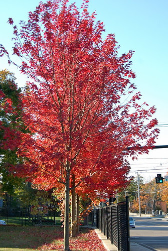 Franklin_GreenLightRedTrees