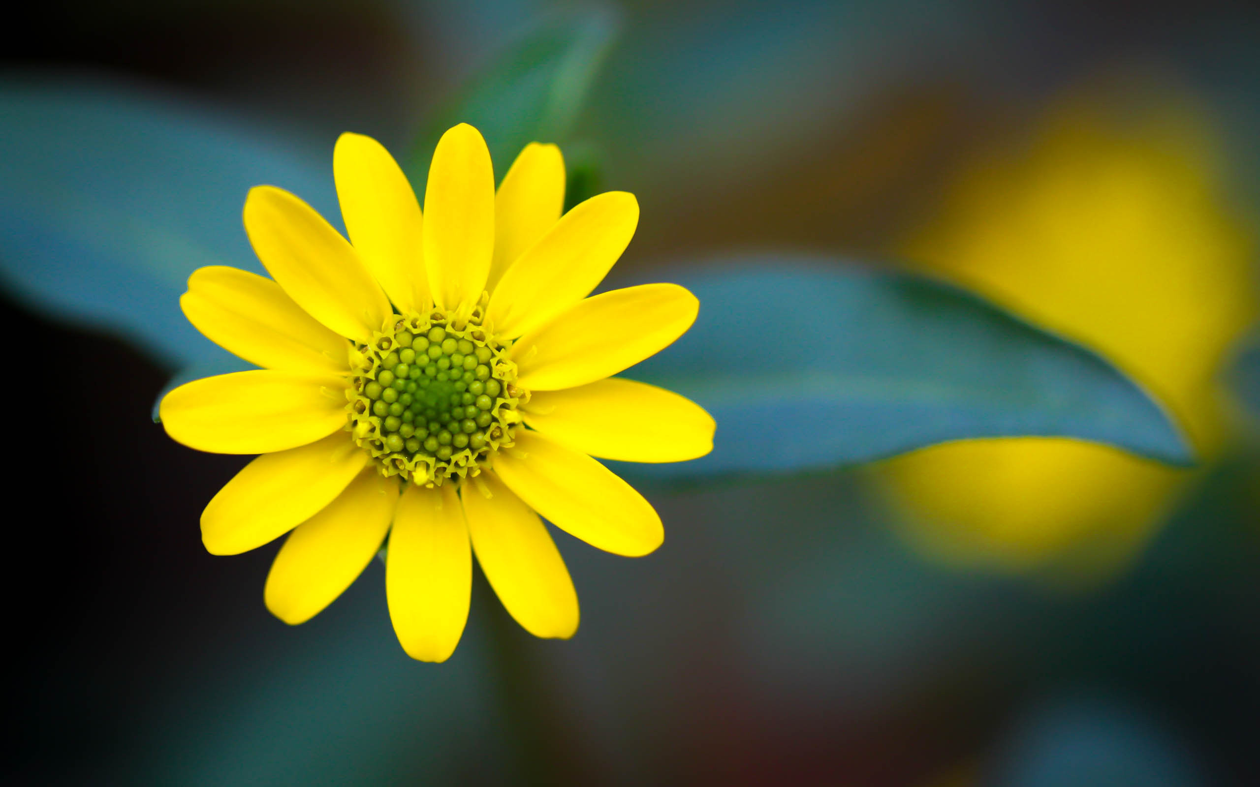 Wallpaper Bergerak 49 Images