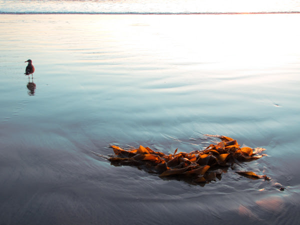 Kelp