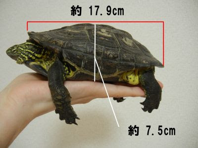 クサガメと暮らす クサガメ 身体測定しました