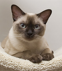 Available Pendragon Tonkinese