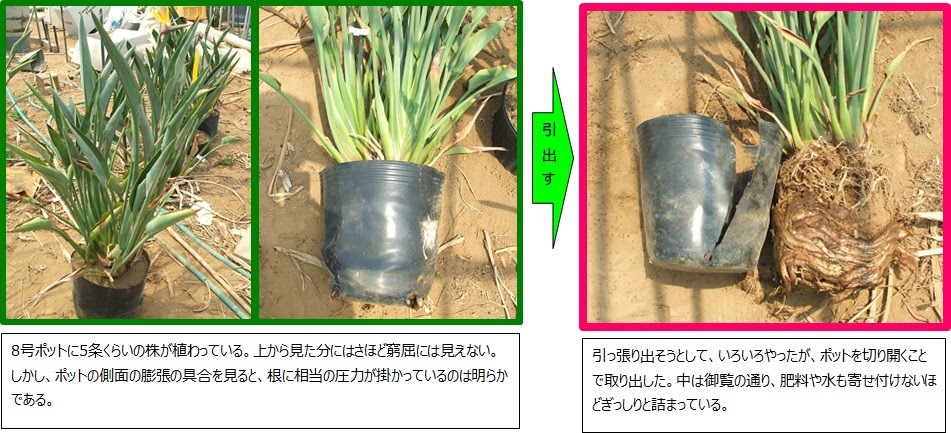 ストレリチアの株分け
