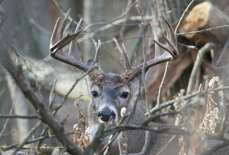 whitetail deer hunting. deer hunting activity,