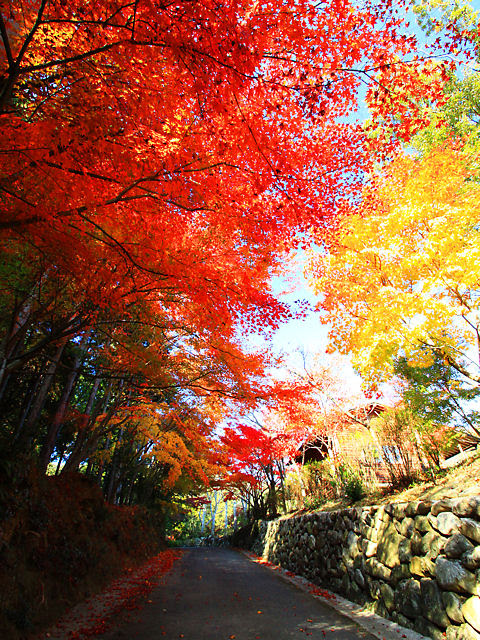 死ぬまでに見たい 美しい紅葉の高画質な画像 壁紙 写真まとめサイト Pictas