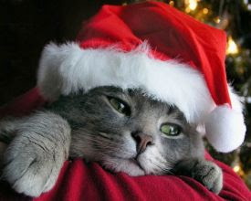 christmas cat holiday