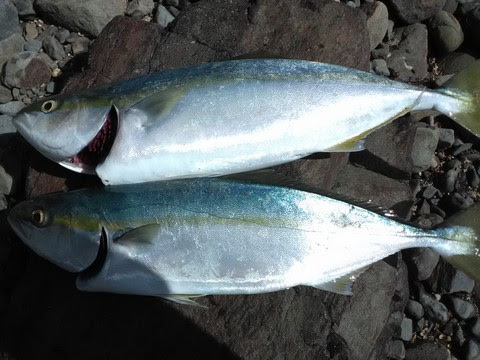 簡単な魚のハサミでの締め方と血抜き 海水魚の種類と釣り方
