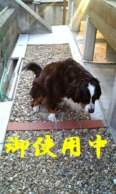 ４月２５日 犬トイレ その後 日記