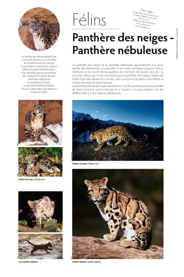 Exposition Felins De Purs Carnivores Heureusement, les panthères nébuleuses sont encore présentes en asie, mais celles spécifiques à l'île de taiwan se sont éteintes. comvv