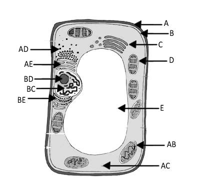 Final Exam Review Guide Biology 1