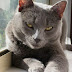 Cats Maths Karate Cats English - Win shiny, new cups and unlock awesome new costumes for your karate cats to wear now get out there and show all your.