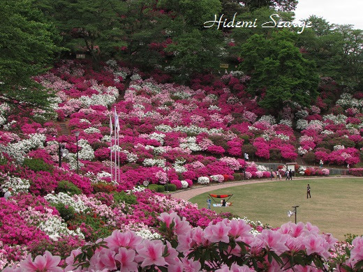 つつじ祭り 福井県鯖江市 西山公園 ボタニカルアート ブログ