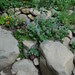 Lotsa Rocks