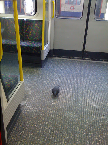Tube Pigeon by John Bull