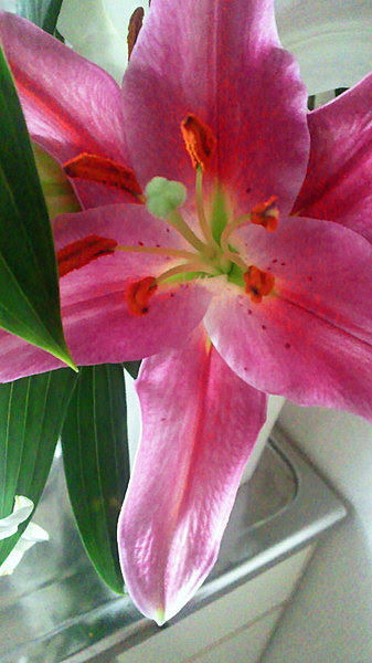 ユリの花粉