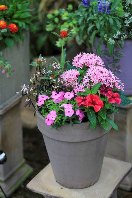 最強夏花 で作る寄せ植え 元気で活きの良い植物専門店エコマルシェオニヅカのブログ