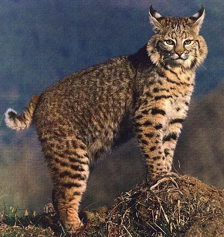 Nama latinnya adalah Lynx Rufus, atau disebut juga Lynx. Kucing ini sendiri adalah kucing hutan asli gurun Amerika Utara yang sangat dilindungi keberadaannya. Karena itulah termasuk hewan yang dilarang untuk dipelihar