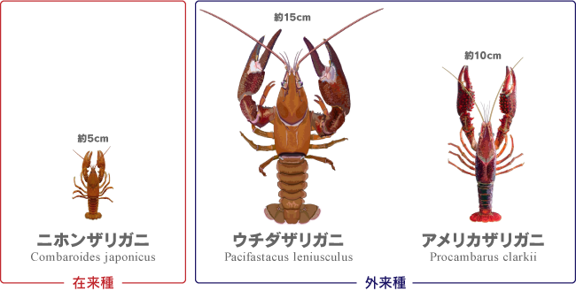 ザリガニと身近な水辺を考える会 活動内容