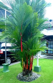 Ide 36+ Pohon Palem Merah