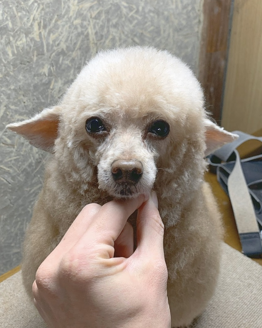 アルパカット してみた 岡山 倉敷 高松の犬と猫の動物病院 岡山動物医療センター