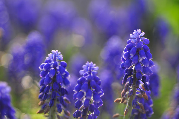 field of grape hyacinth