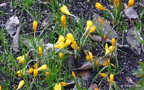 crocus primaverales