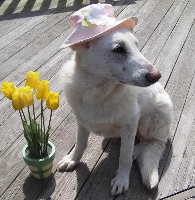 Southern Cross's Miss Cheyenne at Easter Time
