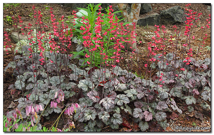 Heuchera 'Hollywood' — CORAL BELLS — Rainyside.