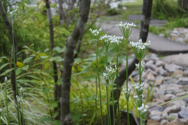夏の終わりの白い花 小林賢二の庭百景 つむじ