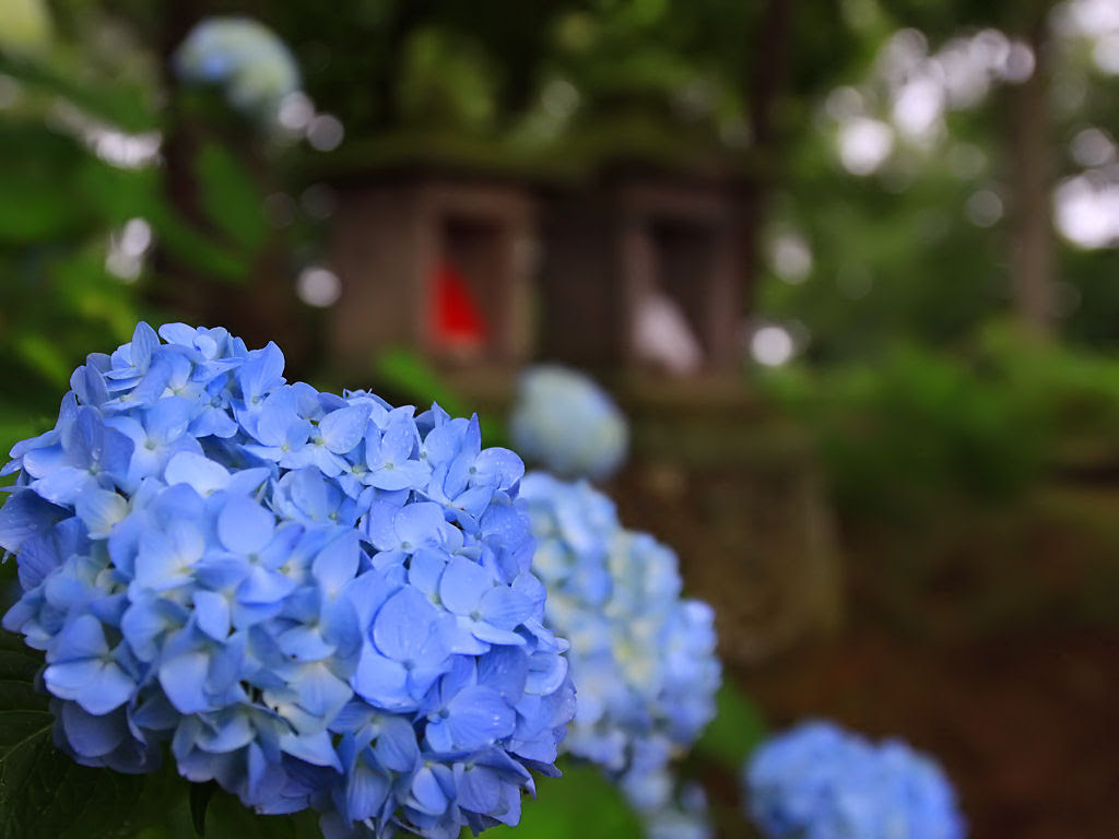 壁紙 アジサイとカエル 小野市 極楽山浄土寺 Xga1024 768デスクトップ無料壁紙 兵庫と神戸の写真ブログ