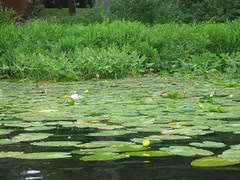 water lilies