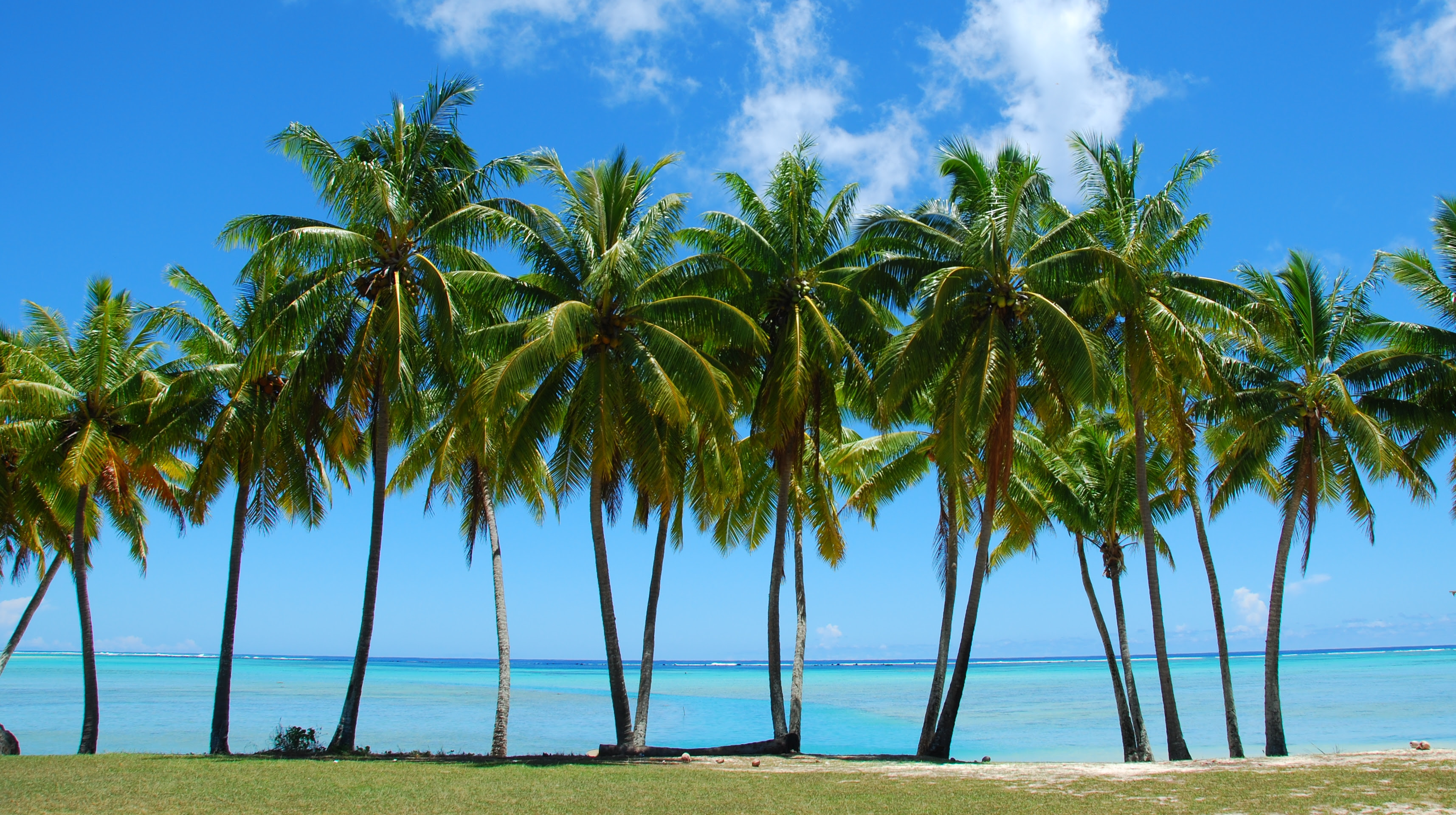 How Fast Do Palm Trees Grow  The Tree Center