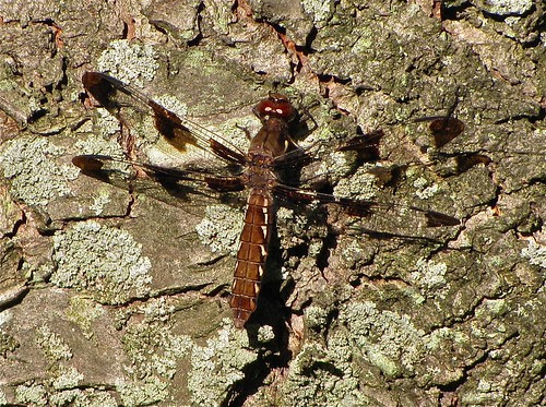 Twelve-spotted Skimmer (female) 01 at Evergreen Lake