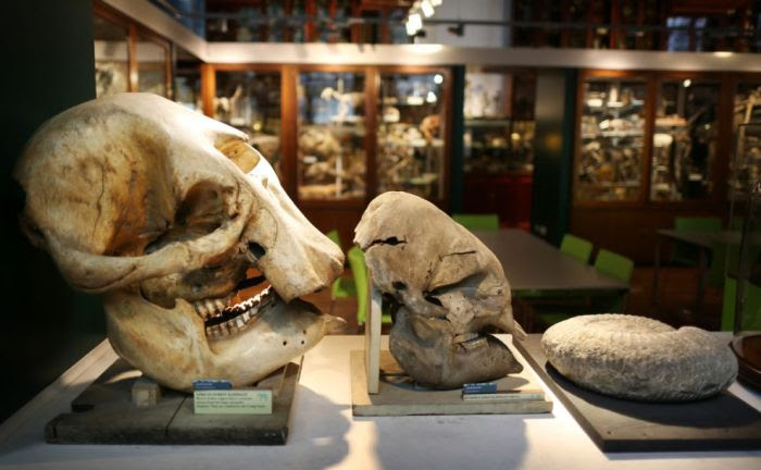 The Grant Museum of Zoology (38 pics)