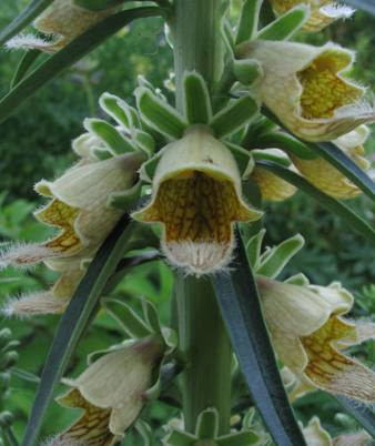 Digitalis ferruginea