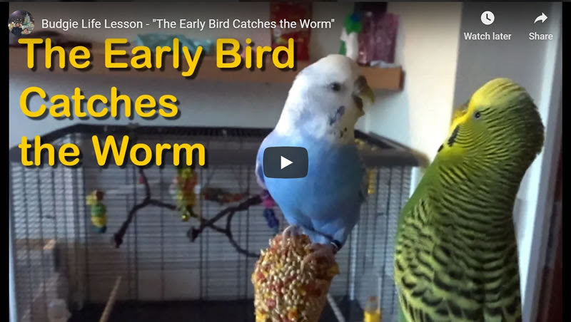 Life Lesson The Early Bird Catches The Worm The Market Oracle