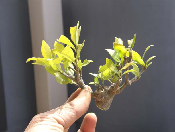 クチナシの挿し木の時期