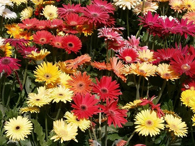 敬老の日に贈る花 宅配はアリ 種類は 花言葉が長生きのものは ユーサンの知恵袋