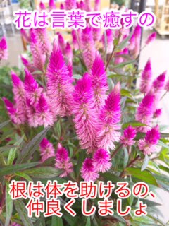 セロシア 花言葉 希望の灯 朝には生姜 木下鍼灸院 ガン パーキンソン病 脳梗塞 京都市内中心 往診専門