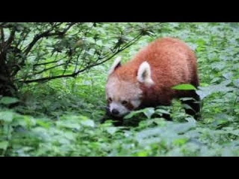 Red Panda