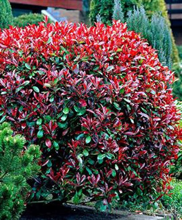 Best Shrubs for Zone 6 | Cracklin Red | Zone 5/6 | Pinterest