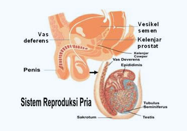 Organ reproduksi cowok terdiri dari saluran sperma, kantong kemih, kelenjar prostat, penis, uretra, kantung testis.