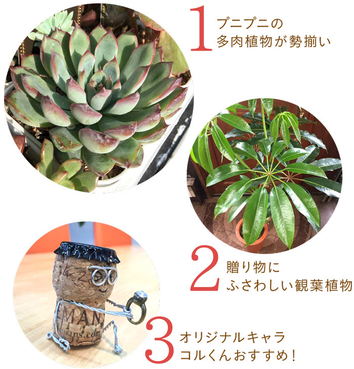 ファニープランツ ココニクラススムージーなヒト モノ コト ココニクラス 素敵にここに暮らす情報満載 ココニクラス