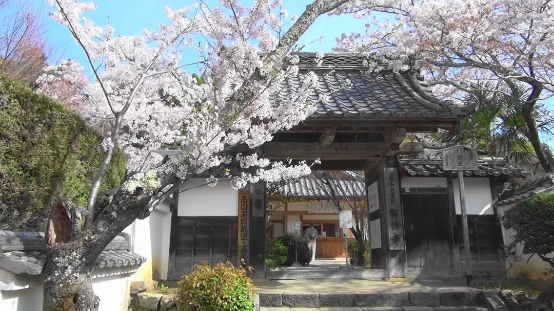 春天到了 不來京都賞花嗎 雪花新闻
