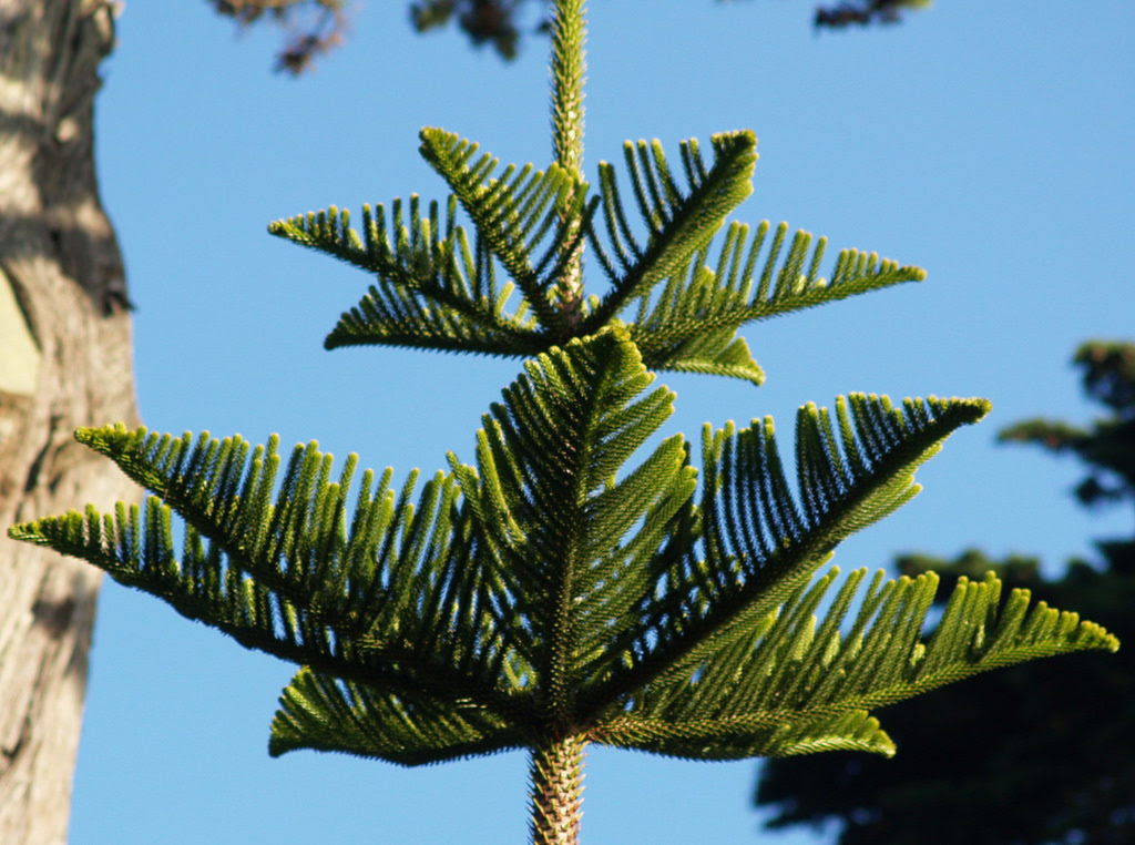てっぺんに マーク クリスマスツリーみたいな木の名前は Nature ニュージーランド