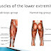 Scientific Names Of Body Muscles / The Latin Roots Of Muscle Names Owlcation - Scientific names of body muscles.