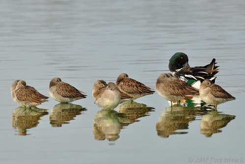 Shoveler and dowitchers