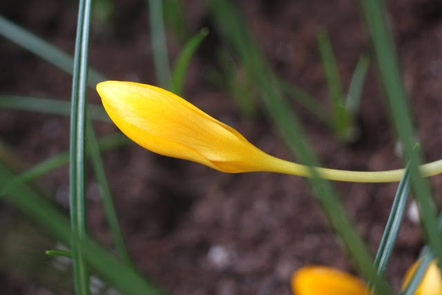 yellow crocus